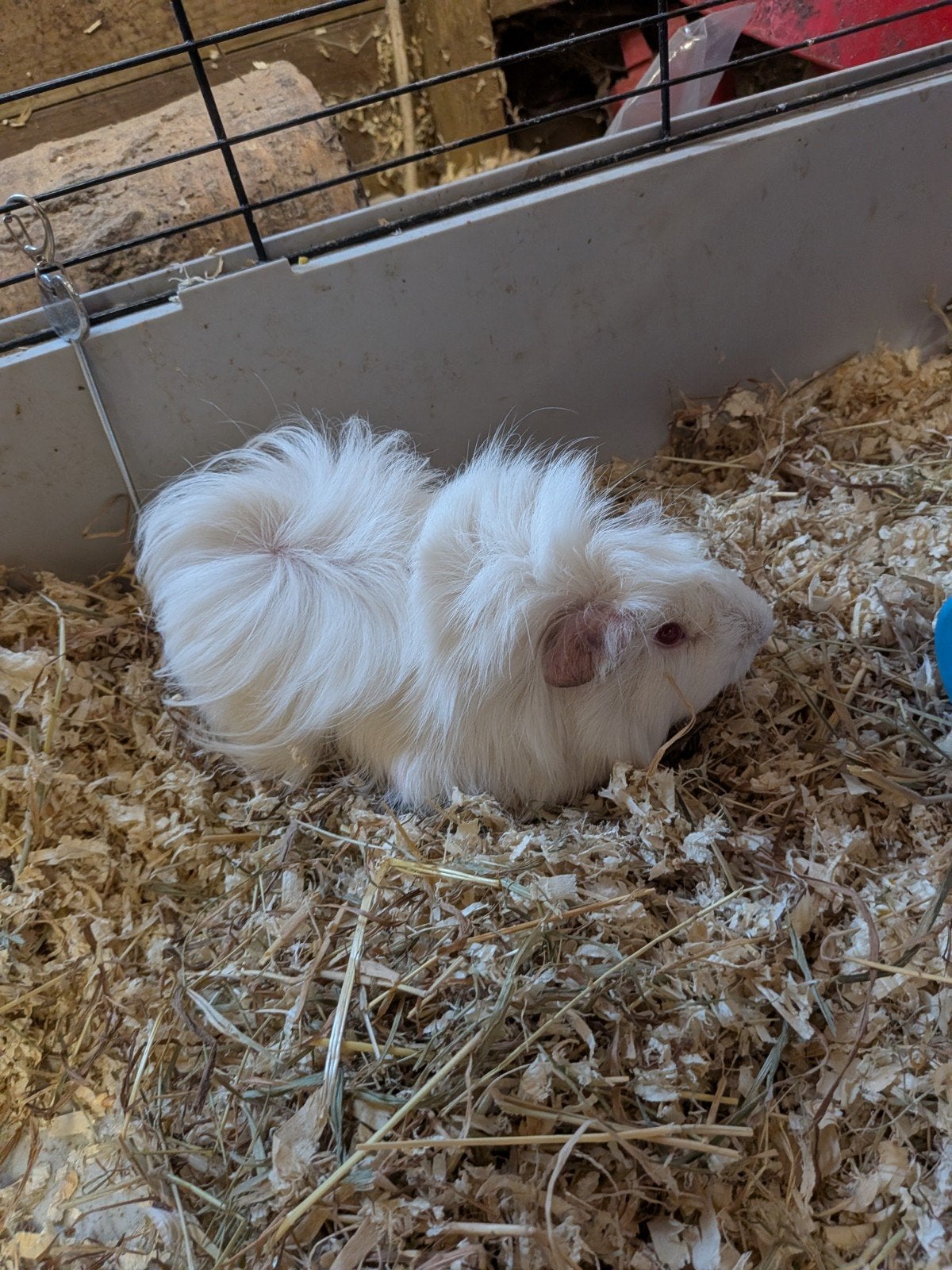 cavia, Dieren en Toebehoren, Juli, Mannelijk, Cavia