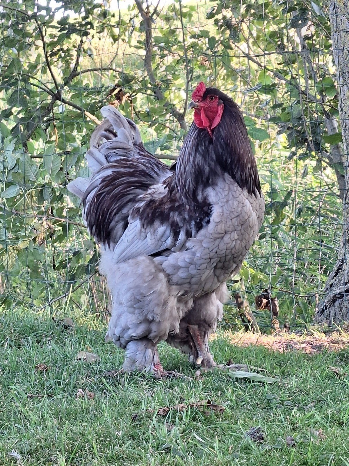 Œufs à éclore de Brahma (du nord de Terre-Neuve-et-Labrador), Sexe inconnu, Poule ou poulet
