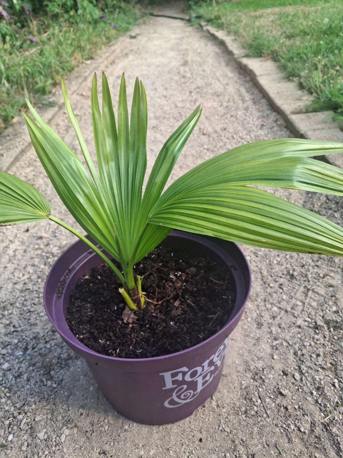 livistona chinensis palmboom, Ophalen