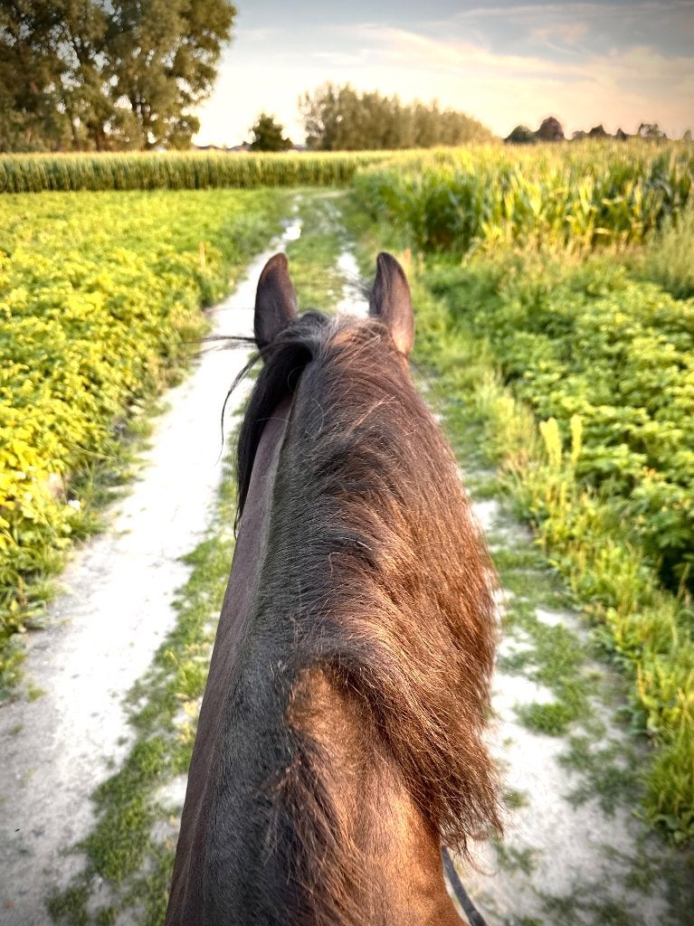 Halve stal - wandelpaard, Merrie, Minder dan 160 cm, B, 11 jaar of ouder