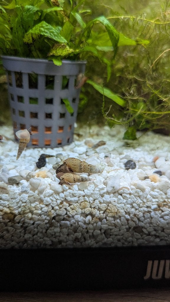 Torenslak - aquarium, Ophalen, Nieuw