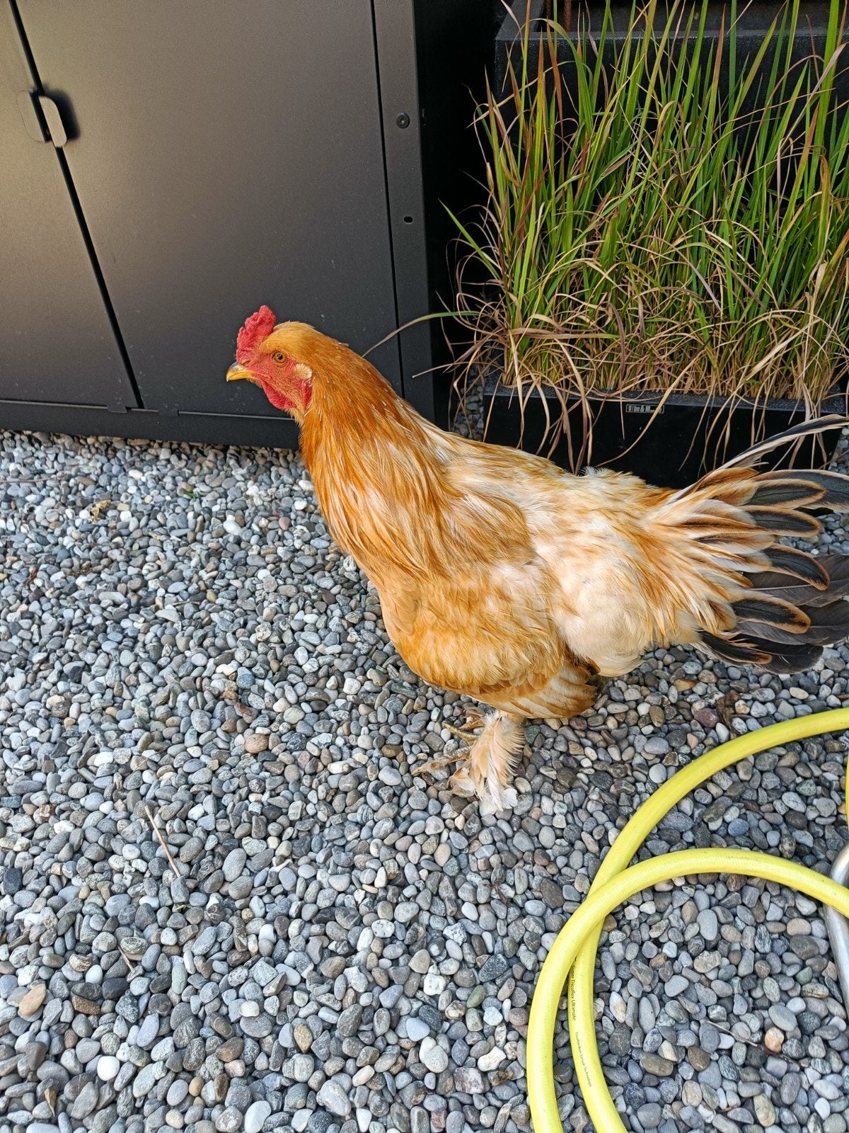 haan sabelpoot 5 maanden oud, Dieren en Toebehoren, Pluimvee