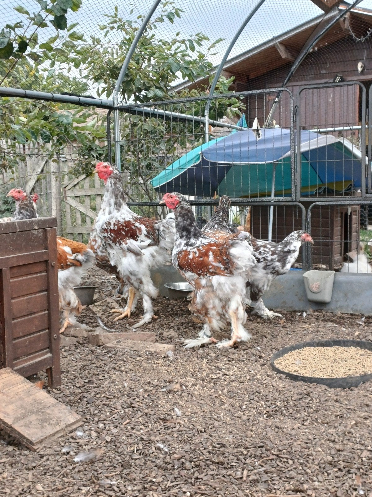Brahma's porselein, Plusieurs animaux, Poule ou poulet