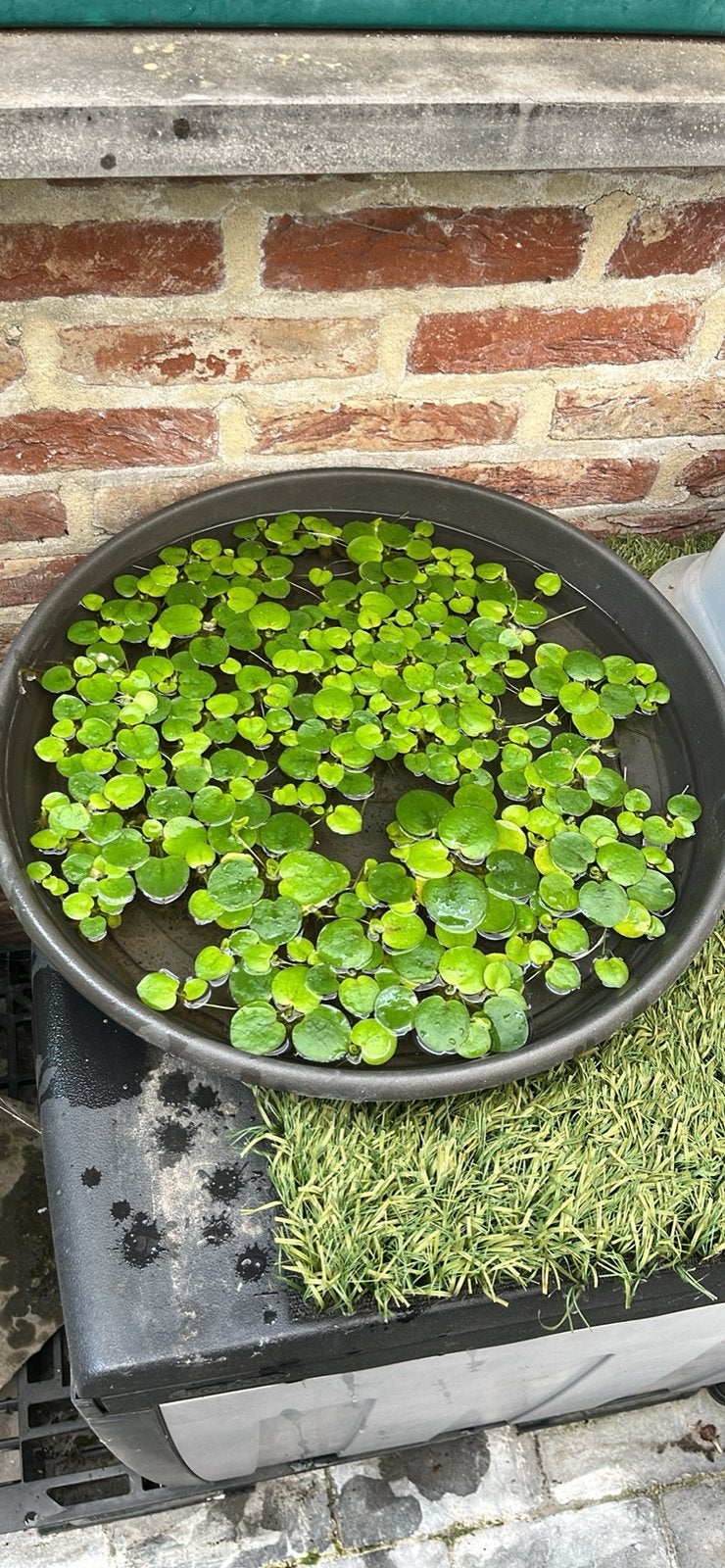 Kikkerbeet : voir een zuivere vijver, Tuin en Terras, Ophalen, Zo goed als nieuw