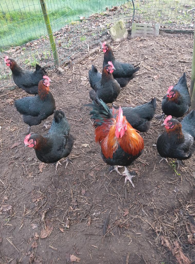 Haan Marans koperhals, Dieren en Toebehoren, Pluimvee