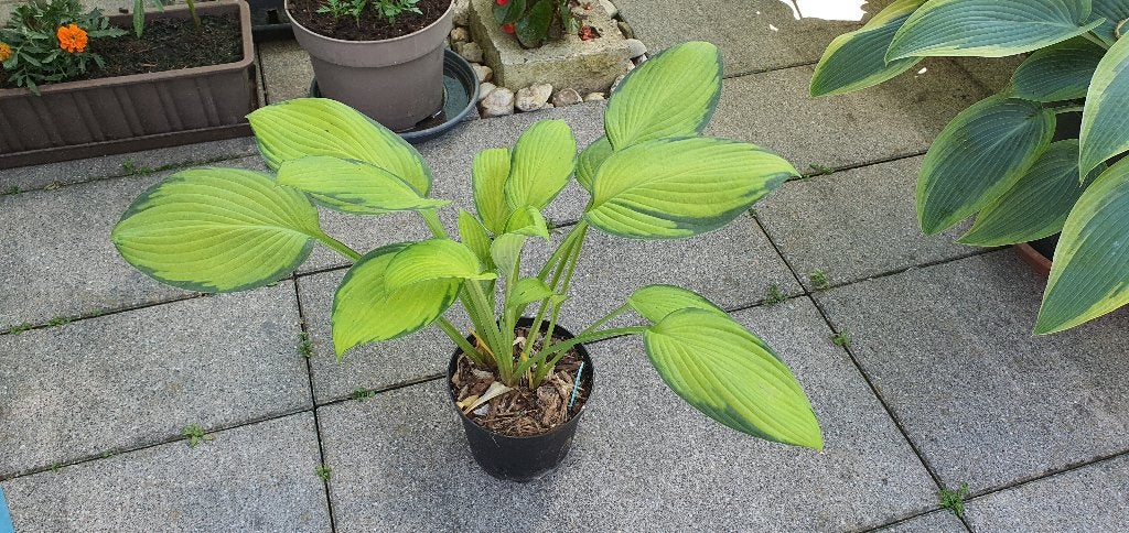 Hosta Inniswood, Tuin en Terras, Ophalen, Zomer, Vaste plant, Halfschaduw