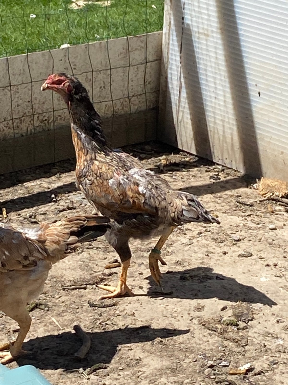 Shamo hen blauwgezoomd, Animaux & Accessoires