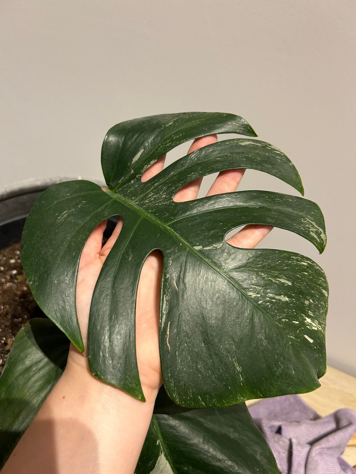 Monstera deliciosa albo 4, Enlèvement ou Envoi