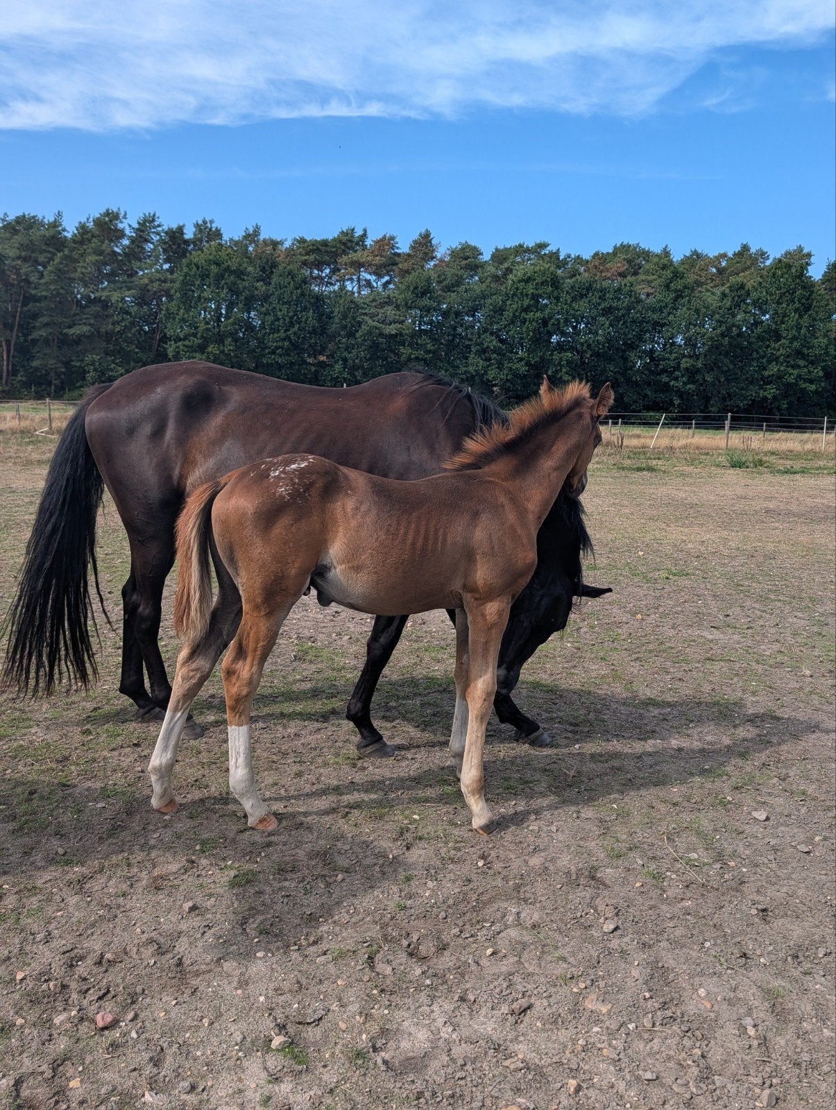 chique hengst veulen 3 maanden, Dieren en Toebehoren, Hengst, L
