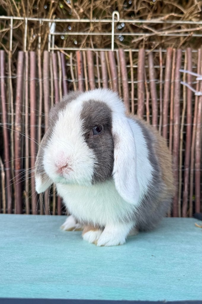 Minilop rammelaar, Animaux & Accessoires, Lapins, Mâle, Petit, Oreilles tombantes, 0 à 2 ans