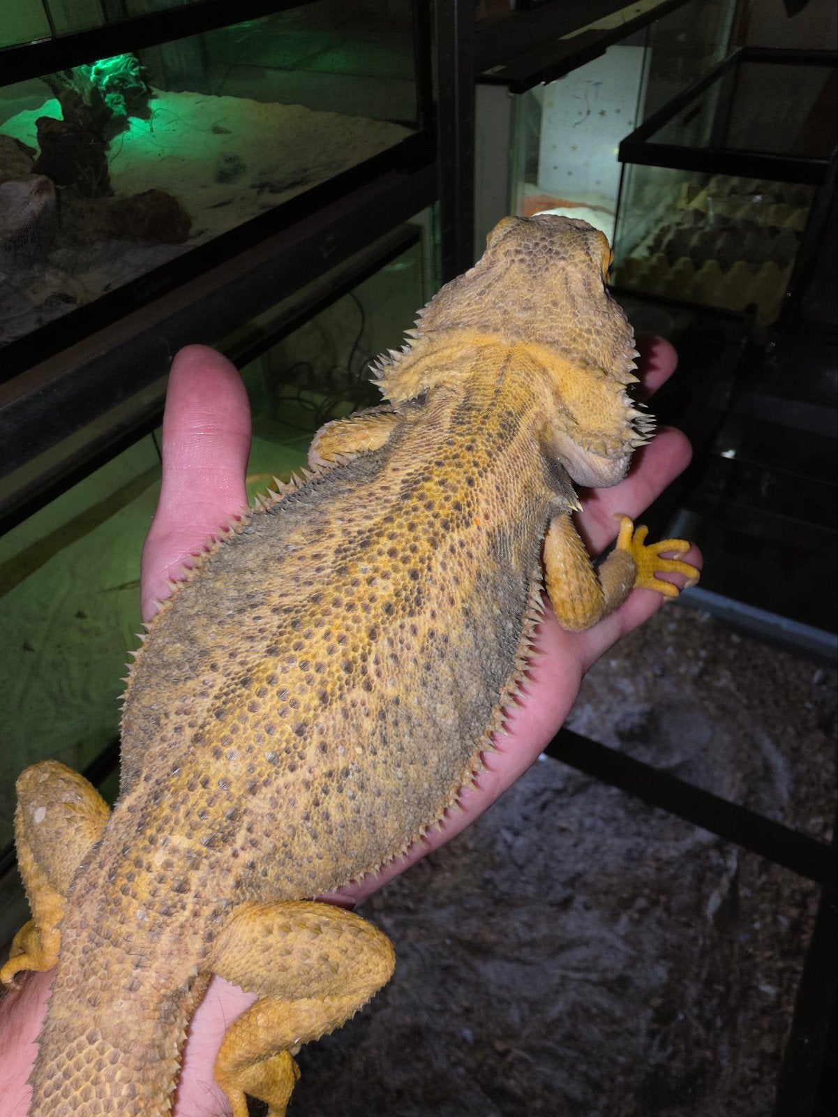 Très bel homme-dragon barbu hypo-trans partiel aux agrumes, Lézard, Domestique, 3 à 6 ans