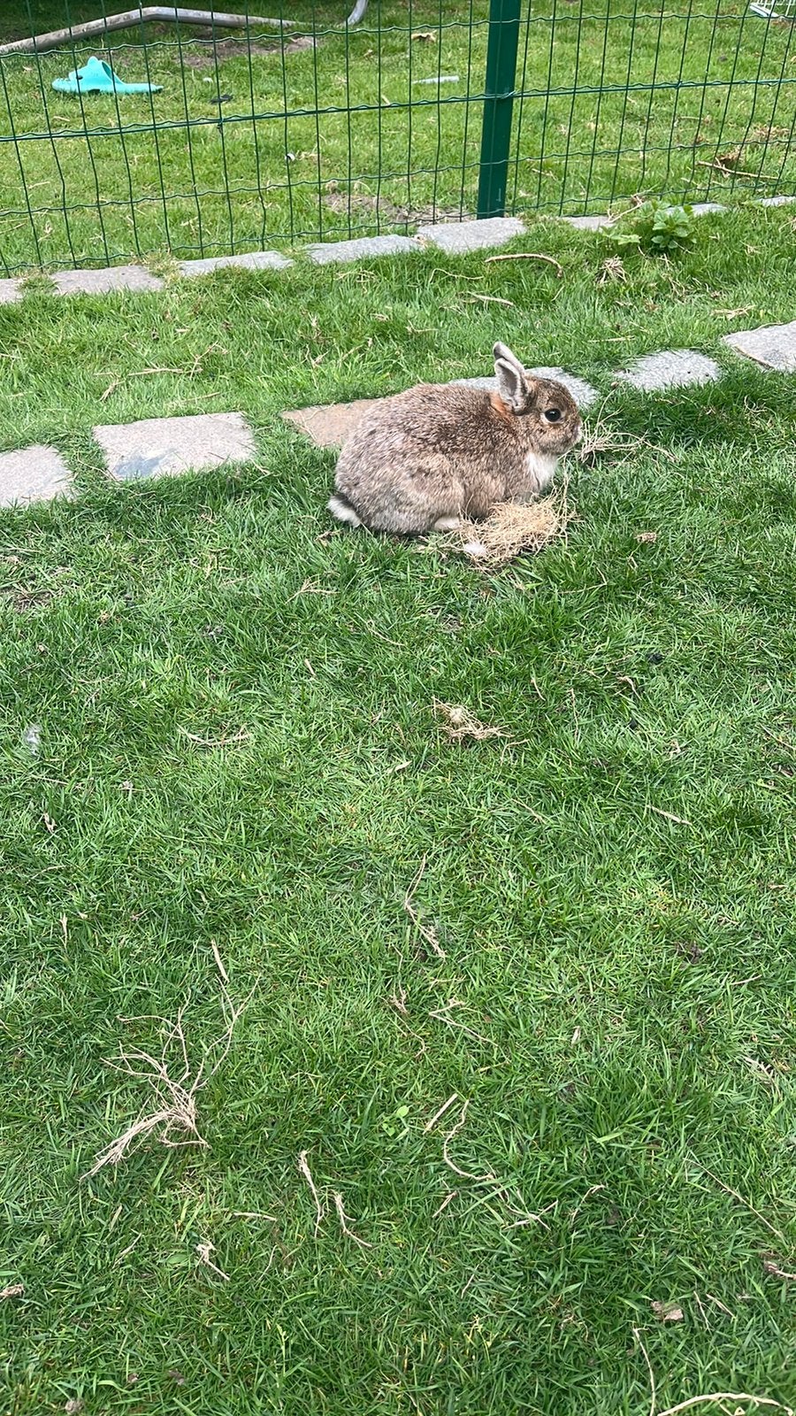 Een mooi konijntje, Dieren en Toebehoren, Konijnen, Mannelijk, Klein, 0 tot 2 jaar