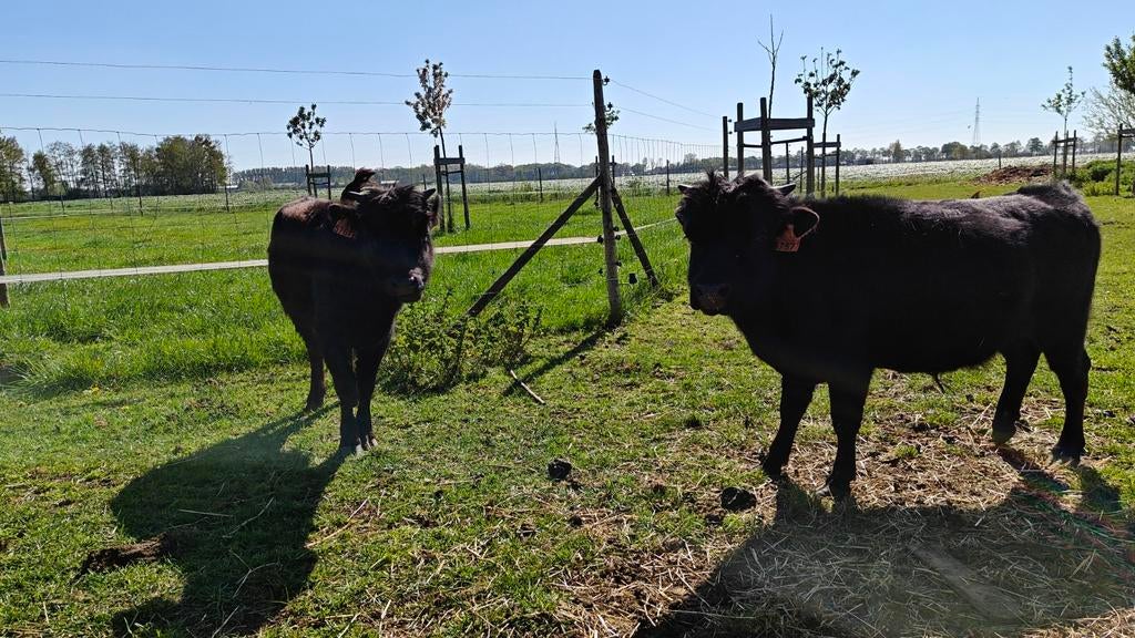Dahomey stier 12 maand, Dieren en Toebehoren, Mei, Mannelijk