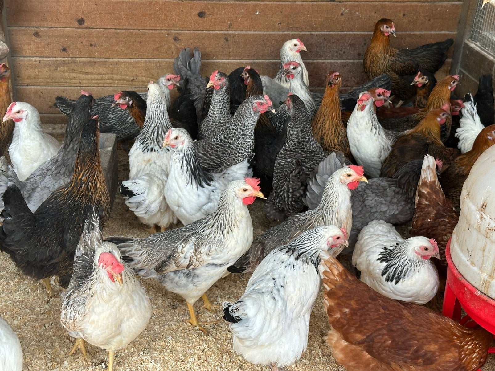 Legkippen 9 verschillende kleuren, Dieren en Toebehoren, Pluimvee