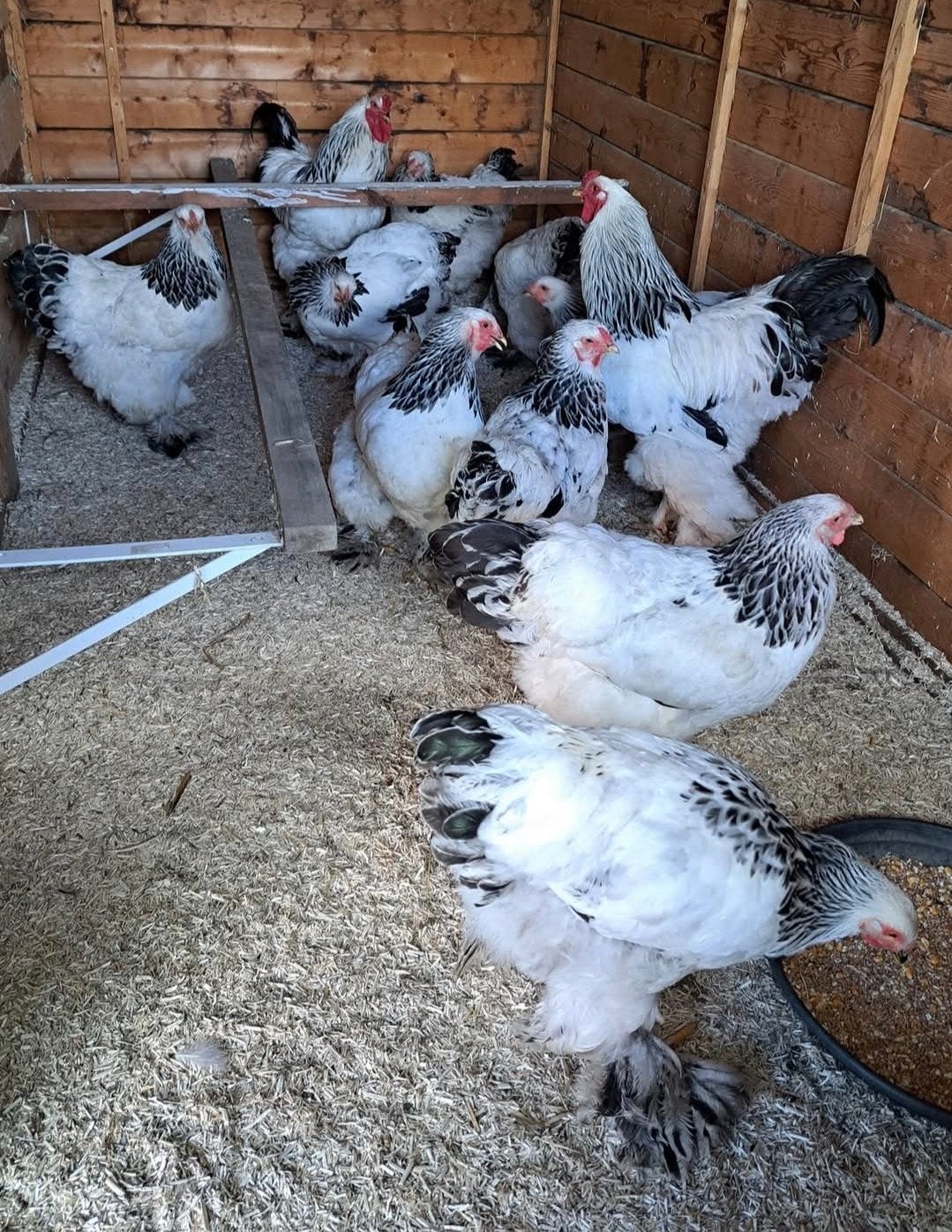 Brahma - kuikens - zwart/wit columbia, Dieren en Toebehoren, Pluimvee, Meerdere dieren, Kip