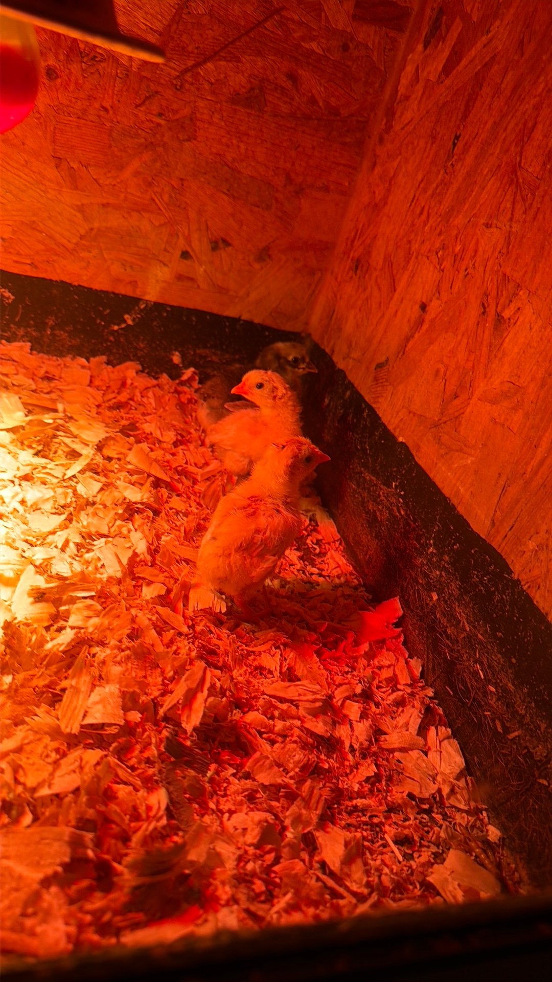 Nieuwe kuikens, Dieren en Toebehoren
