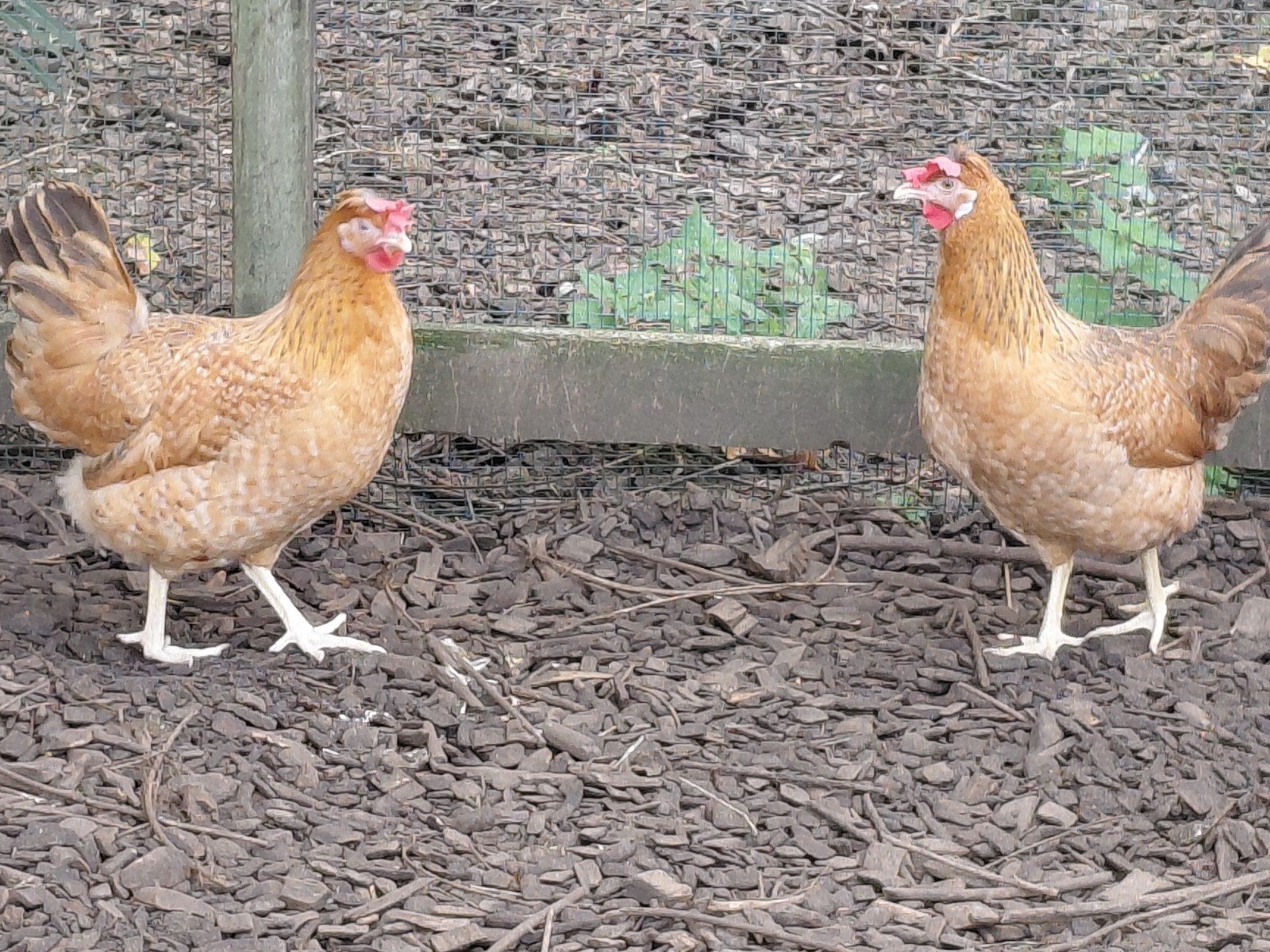 creamlegbar, Dieren en Toebehoren