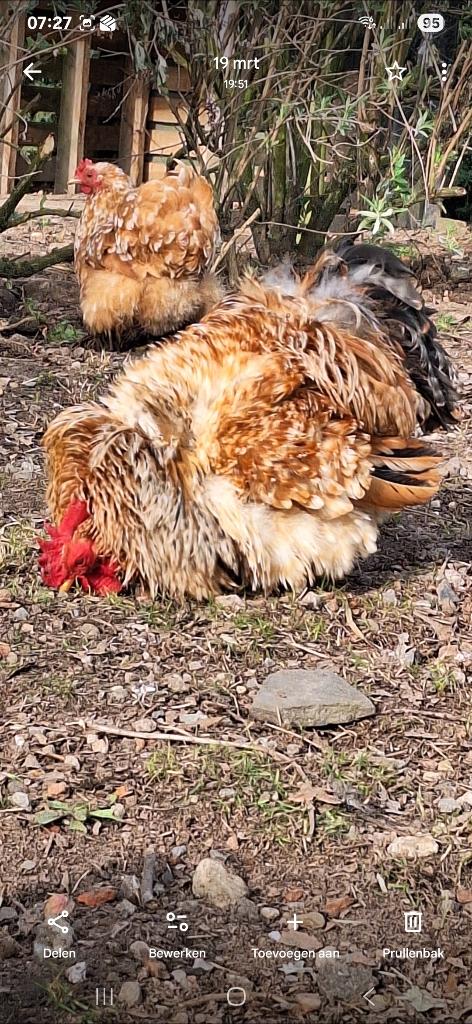 Gratis haantje cochin kriel krulveer, Dieren en Toebehoren, Pluimvee
