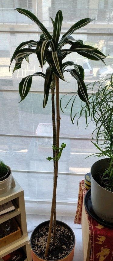 Dracaena fragrans * age 8ans  - Plante d'interieur., En pot, Enlèvement, Palmier, 100 à 150 cm