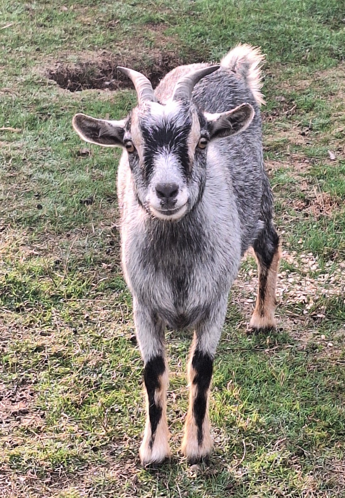 heel mooi dwerggeit mieke blauwschimmel en tan, Dieren en Toebehoren, Vrouwelijk, Geit, 0 tot 2 jaar