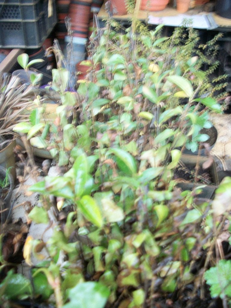 Stekken, hedera, liguster, lonicera, Tuin en Terras, Planten | Tuinplanten, Vaste plant, Overige soorten, Volle zon, Ophalen