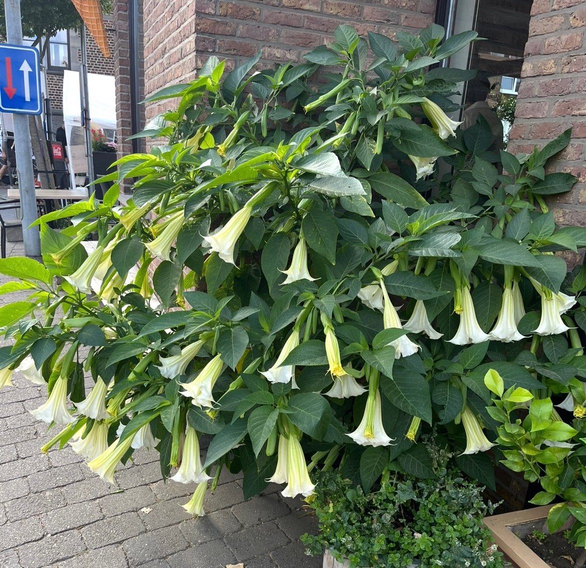 Brugmansia datura engelentrompet, Jardin & Terrasse, Enlèvement