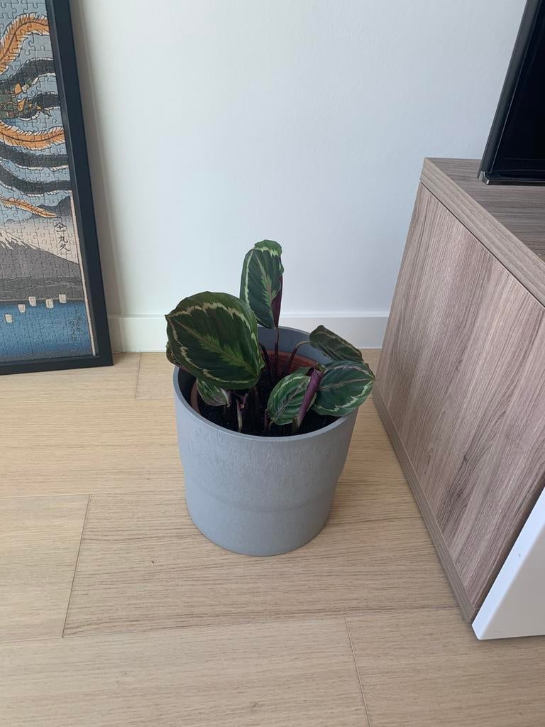 Plant calathea inclusief bloempot, Huis en Inrichting, Kamerplanten, Ophalen