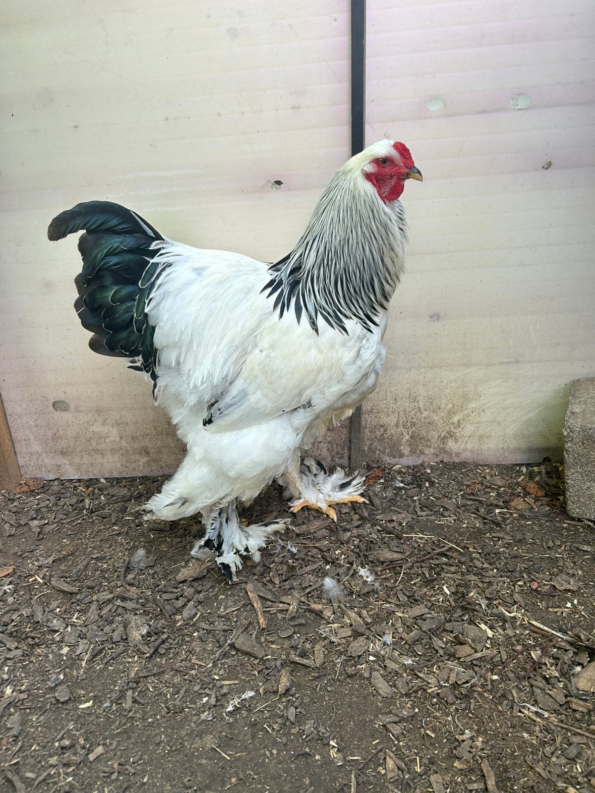 wit zwartcolumbia haan te koop, Dieren en Toebehoren, Mannelijk, Kip