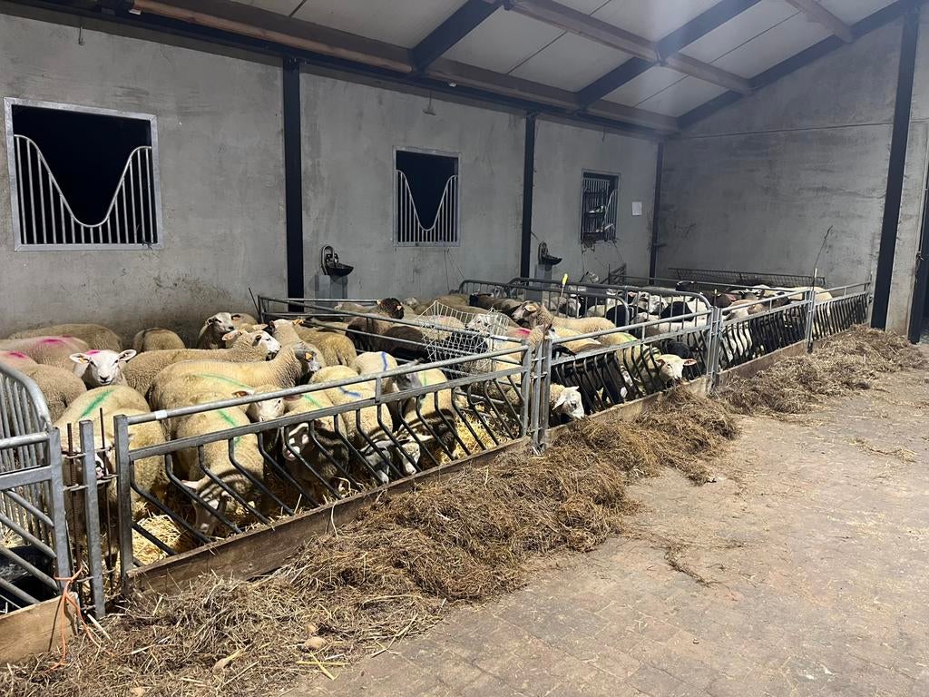 Rammen voor offeefeest