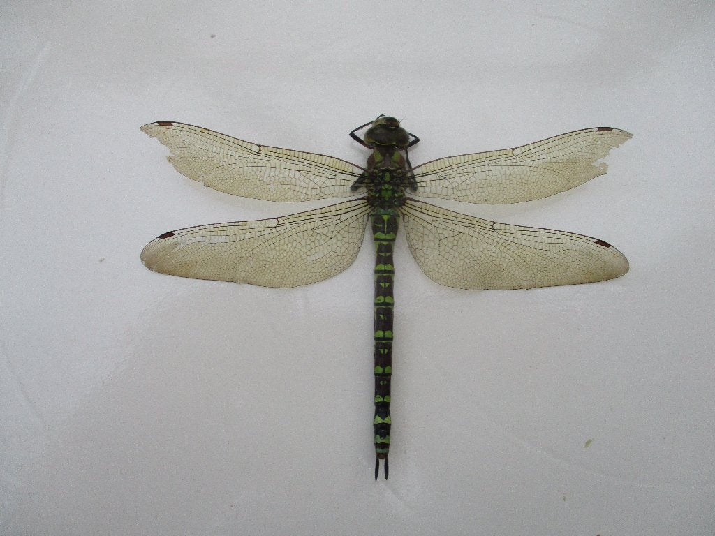 Libelle : blauwe glazenmaker, Collections, Enlèvement, Comme neuf, Insecte, Autres types