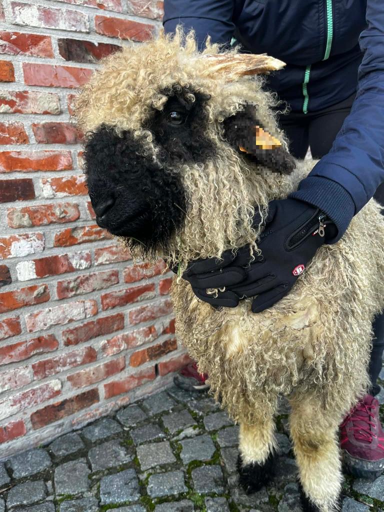 Mouton nez noir du valais mâle, Octobre, Mâle