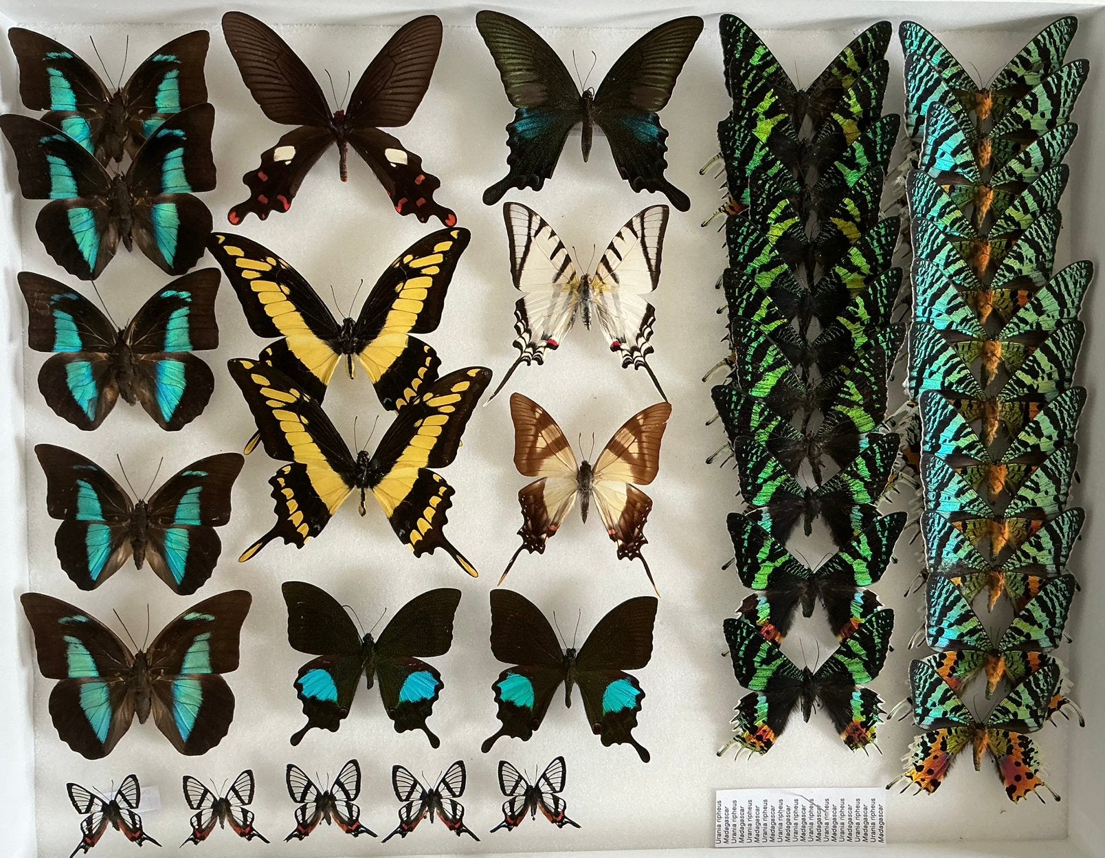 Opgezette VLINDERS voor stolp, verzameling, kaders, …, Animaux & Accessoires, Insectes & Araignées