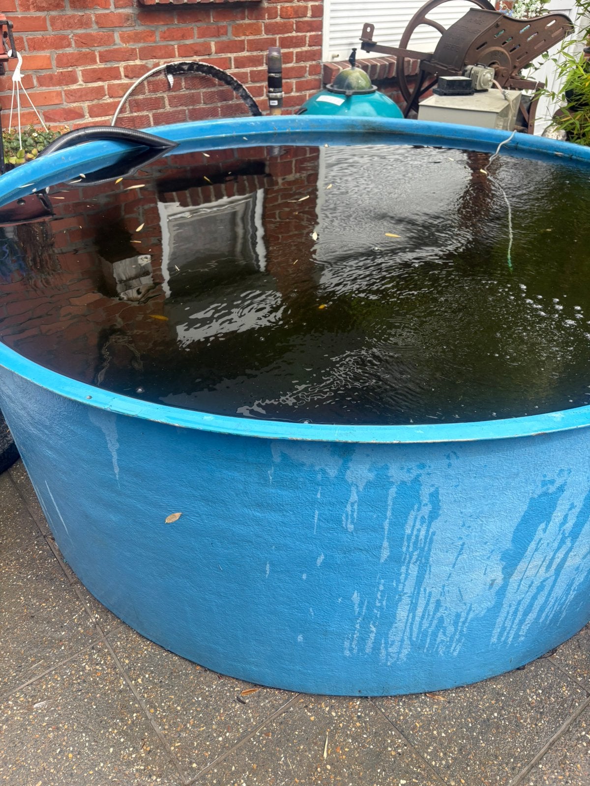 Quarantaine bak, Dieren en Toebehoren, Karper of Koi
