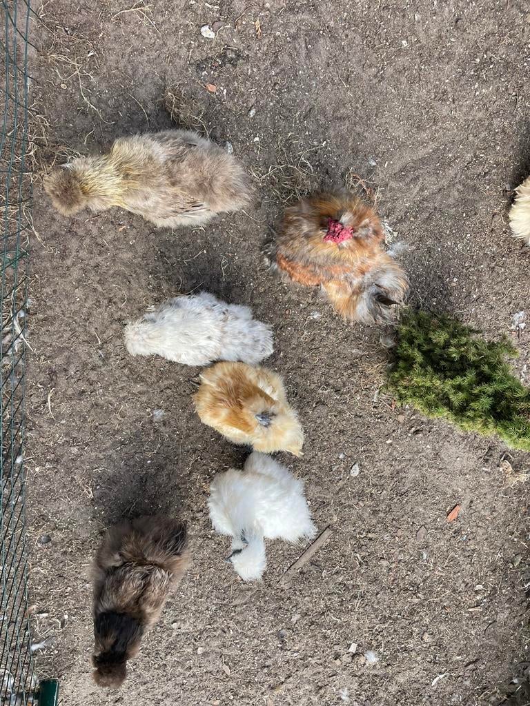 Broedeitjes te koop van zijdehoenders, Dieren en Toebehoren, Geslacht onbekend, Kip