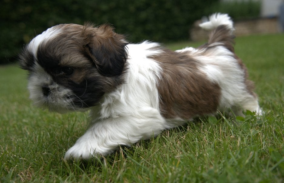 Shih-tzu, België, Overige rassen, CDV (hondenziekte), 8 tot 15 weken