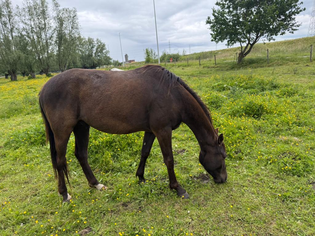 Paard te koop, Dieren en Toebehoren, Paarden, Ruin, Onbeleerd