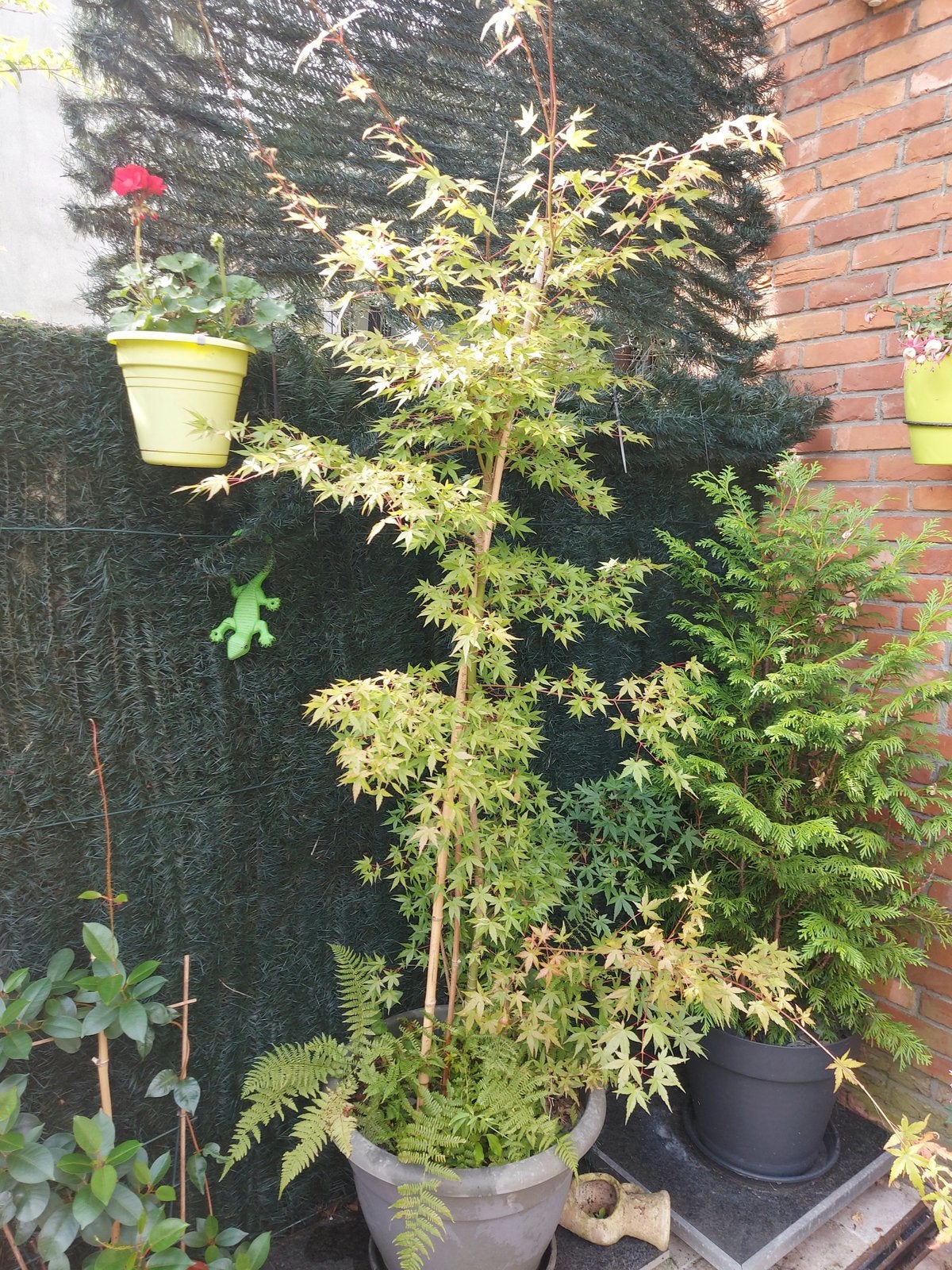 Japanse esdoorn Acer Palmatum “OSAKAZUKI”, Enlèvement, 100 à 250 cm