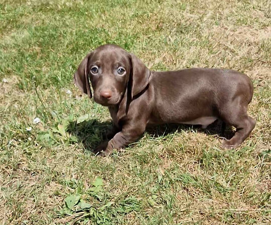 teckel pups,dwerg,choco solid,choco-tan,teef,reu,korthaar, België, 8 tot 15 weken, Korthaar, Dwerg