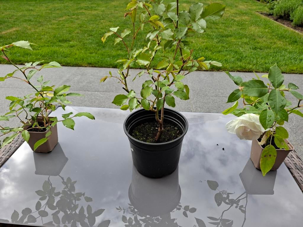 Roos Sneeuwitje., Ophalen, Zomer, Vaste plant, Overige soorten
