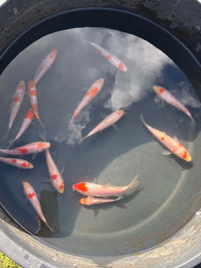 15x Kohaku, Tancho & Tancho Kohaku – Eigen Kweek, Animaux & Accessoires, Carpe ou Koï