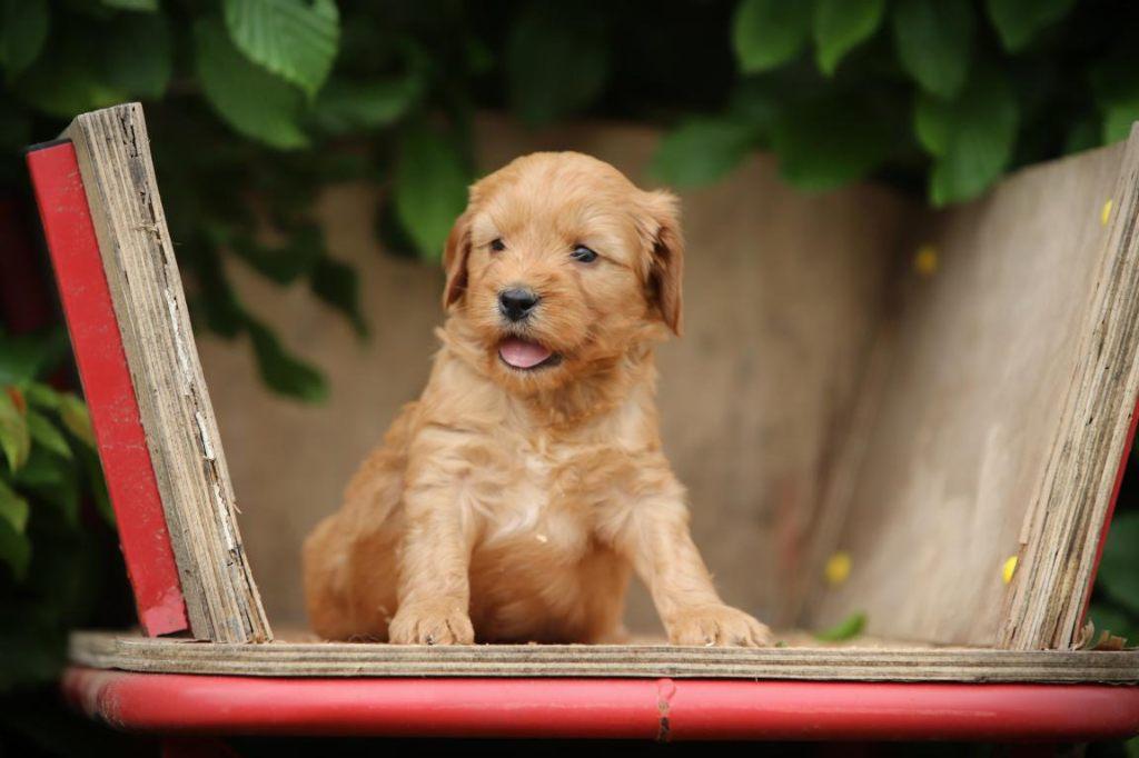 Cockapoo pups, Cockadoodle, Cockapoedel, Parvo, België, Overige rassen, 8 tot 15 weken