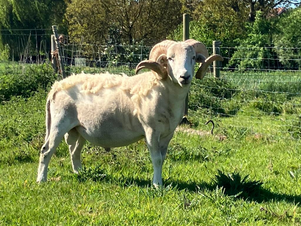 Wiltshire Horn Belier, Mâle, Mouton, 0 à 2 ans