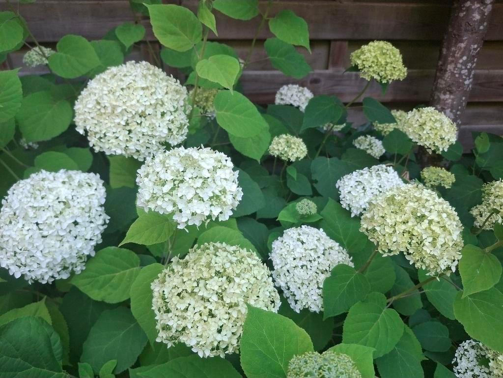 Hydrangea arborescens ‘Annabelle‘, Tuin en Terras, Overige soorten, Volle zon, Vaste plant, Ophalen of Verzenden