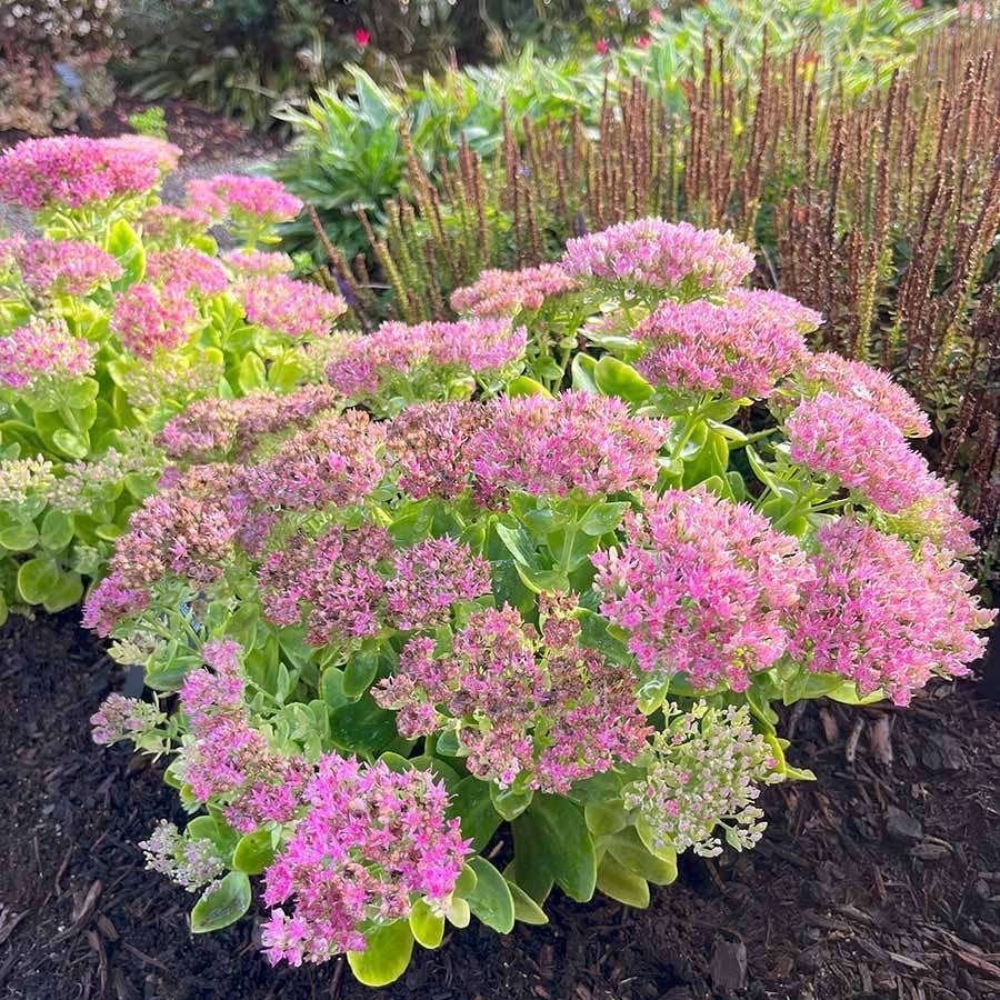 vaste planten, Ophalen, Zomer, Vaste plant