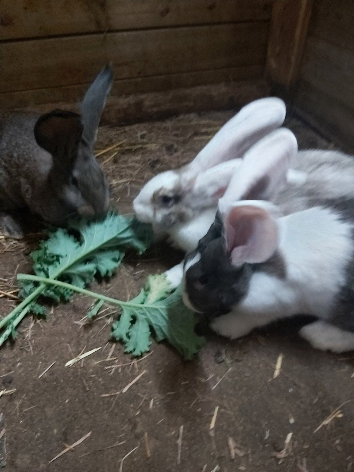 duitse reus, Dieren en Toebehoren