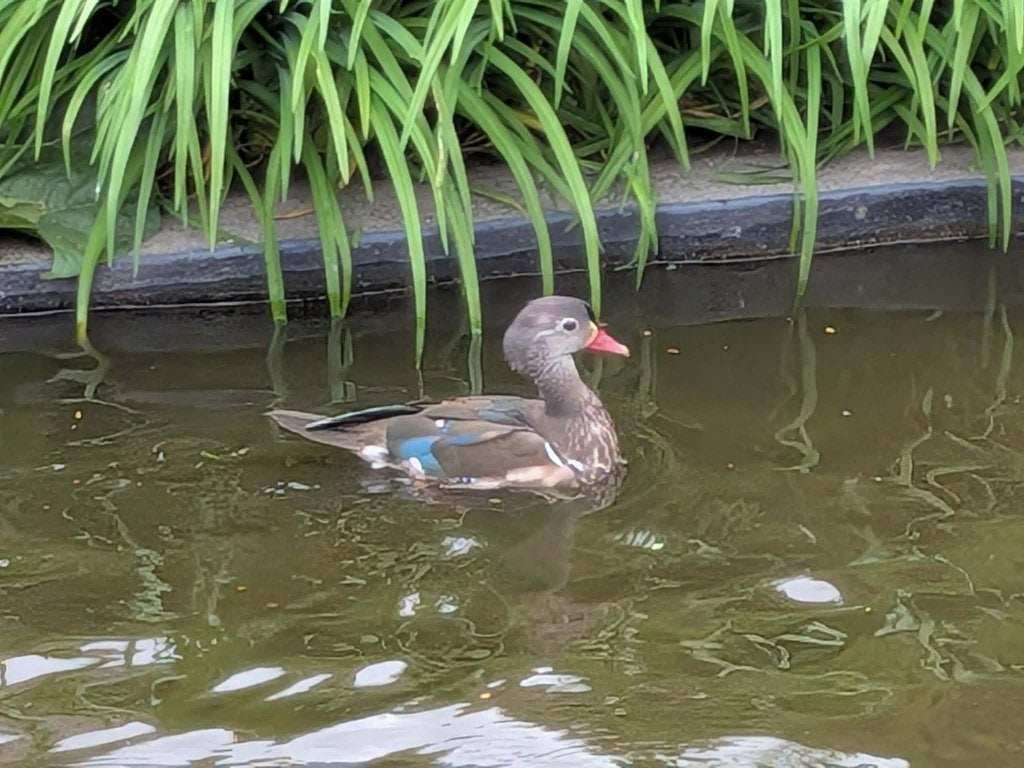 Mandarijneend-man (2024), Dieren en Toebehoren, Pluimvee, Mannelijk, Eend