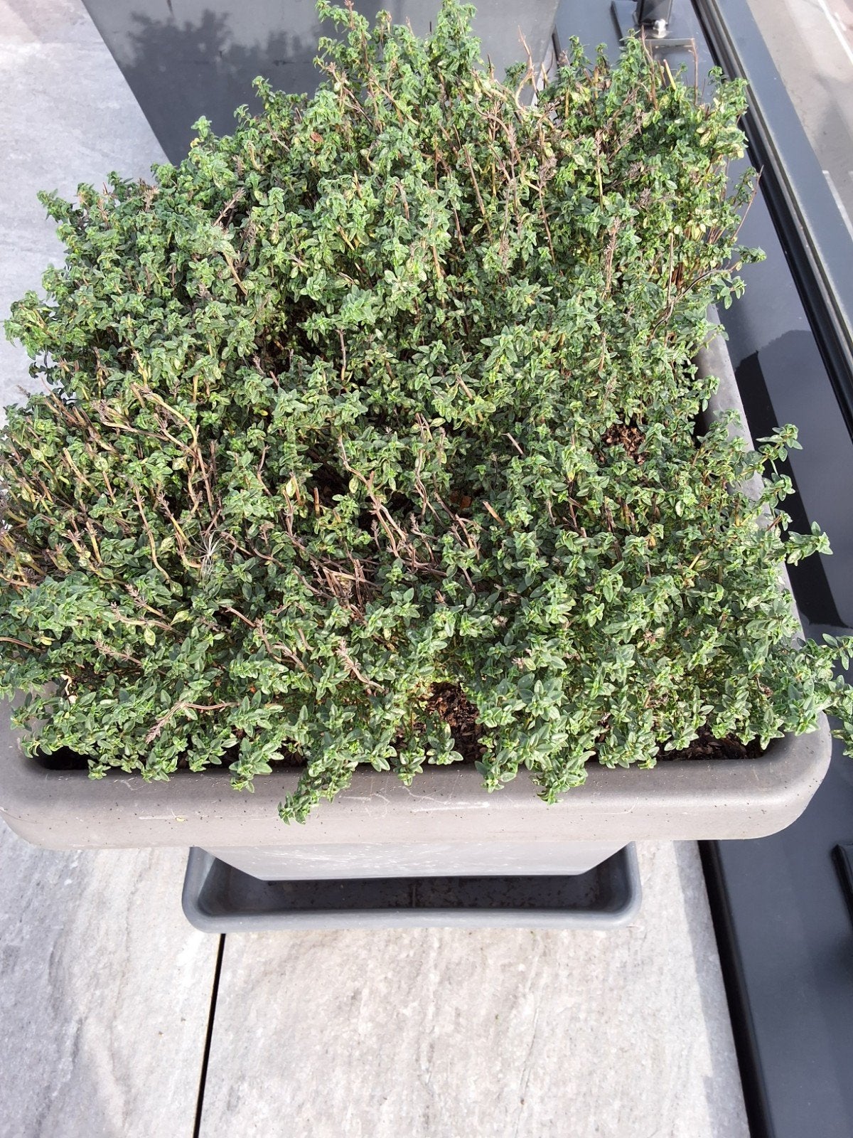 bloempot met citroentijm MOET NU WEG, Tuin en Terras, Ophalen