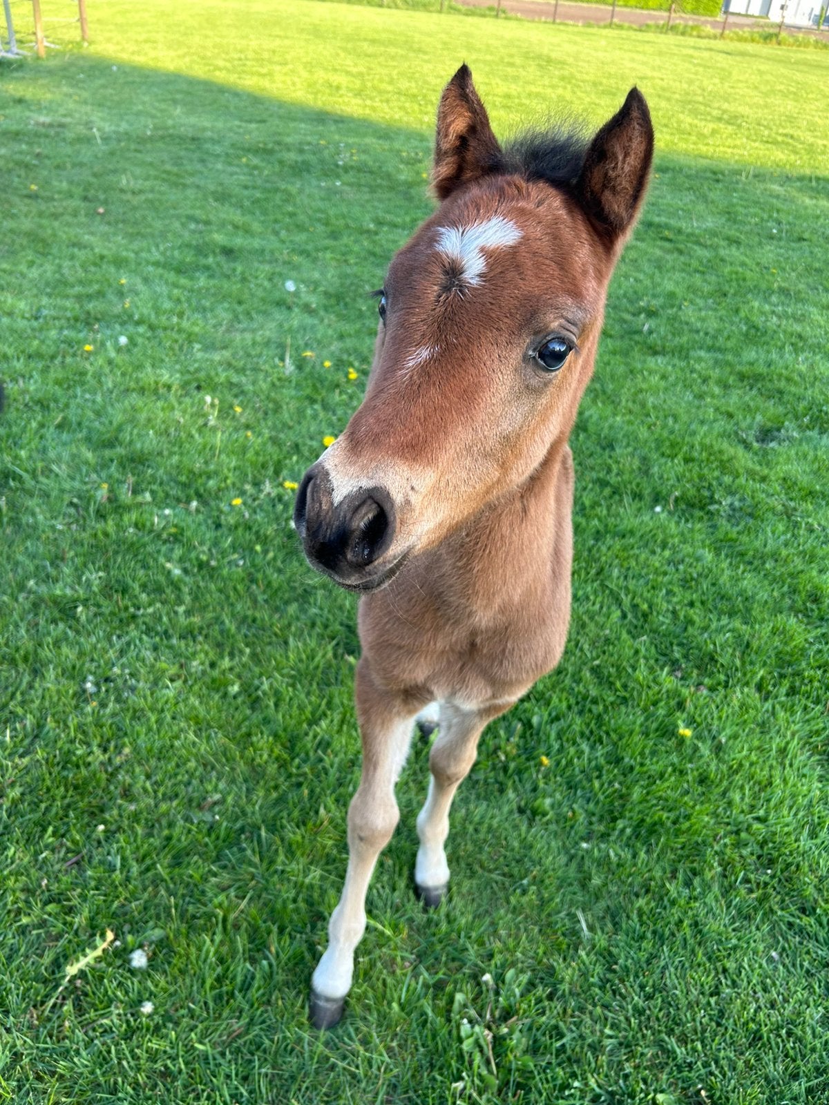 Toekomstige talentvolle kindvriendelijke pony merrie veulen, Jument