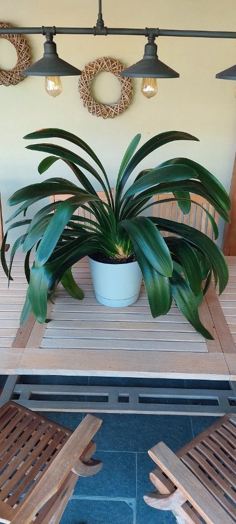 Mooie volwassen clivia's (Sint Jozefplant), Autres espèces, En pot, Plante à fleurs, Moins de 100 cm