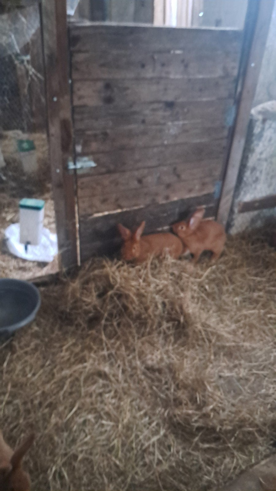 lapin race Bourgogne pure., Animaux & Accessoires, Volatiles